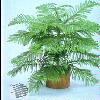  - Araucaria heterophylla
