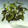  - Brassaia actinophylla (Schefflera actinophylla)