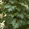  - Cissus rhombifolia (Rhoicissus rhomboidea)