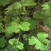  - Pelargonium tomentosum