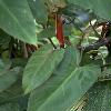  - Philodendron 'Red Emerald'