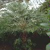  - Trachycarpus fortunei (Chamaerops excelsa)
