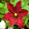  - Clematis, large-flowered hybrids