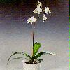  - Phalaenopsis hybrids