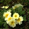  - Primula vulgaris hybrids