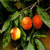 - Prunus persica