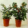  - Solanum capsicastrum