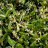  - Trachelospermum jasminoides