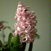  - Hyacinthus orientalis hybrids