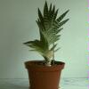  - Aloe variegata