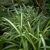  - Phormium tenax